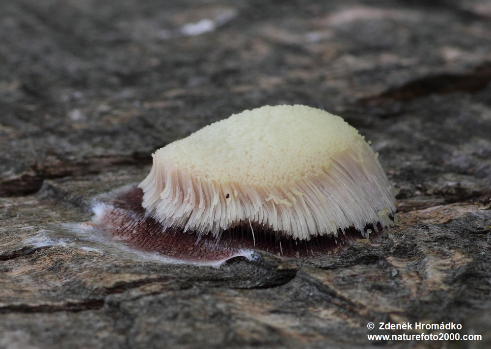 pazderek hnědý, Stemonitis fusca (Houby, Fungi)